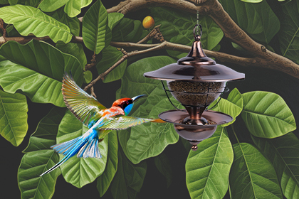 How to choose bird feeders?